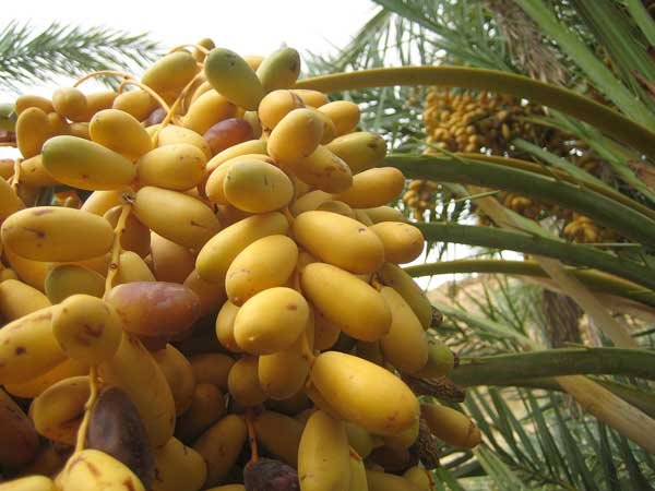 الولجة بلدية سياحية من الدرجرة 1وفلاحية بامتياز