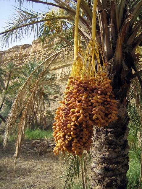 لولجة بلدية سياحية فلاحية  بامتياز