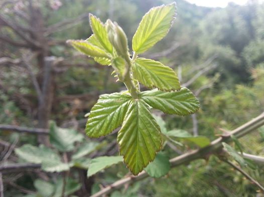 شليا منطقة سياحية باشجارها وانهارها ومناظرها الجميلة