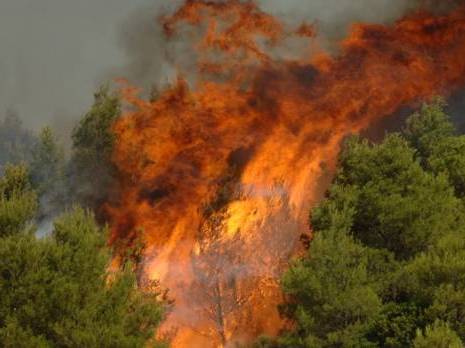 Algérie - Feux de forêts  près de 7.600 hectares ravagés par les flammes