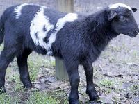 Planète - ll s'agit d'un croisement entre un mouton et une chèvre:  Naissance d'un “chabin” aux États-Unis