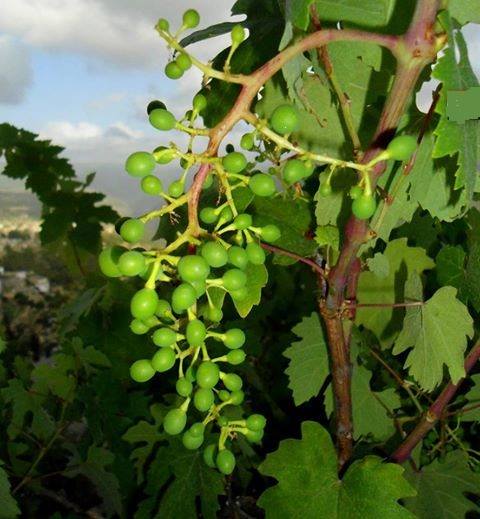 يابوس  بلدية  سياحية  وفلاحية خاصة انتاج الفواكه .