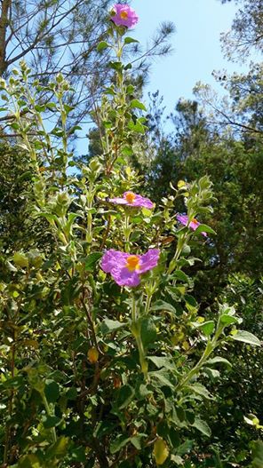 جمال الطبيعة في الربيع  * يابوس الراحة التامة *