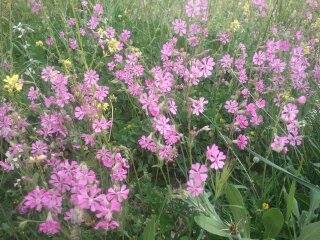 الربيع بيابوس جنة الدنيا