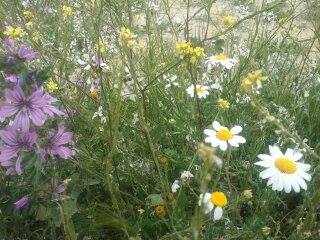 الربيع بيابوس جنة الدنيا