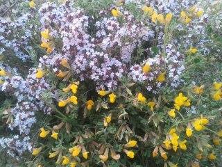 الربيع بيابوس جنة الدنيا