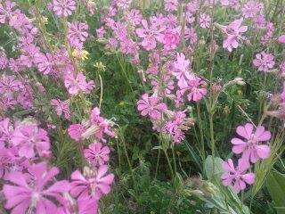 الربيع بيابوس جنة الدنيا