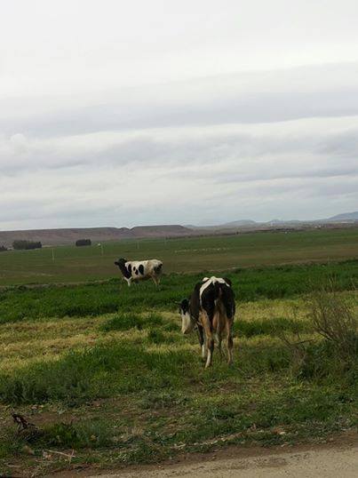 سكان بلدية يابوس يعتمدون على تربية الابقار والاغنام  لكسب معيشتهم