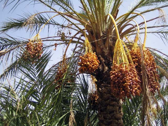 الولجة بلدية سياحية وزراعية