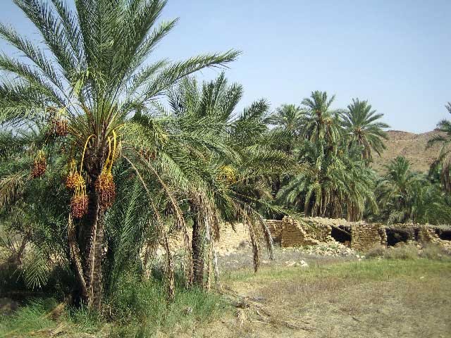 الولجة بلدية سياحية وزراعية