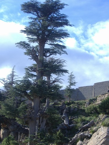 اشجار الارز بجبل شليا الشامجة