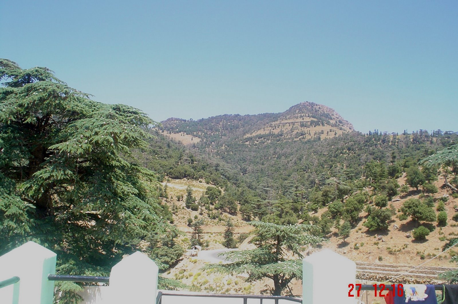 اشجار الارز بجبل شليا الشامجة