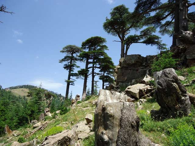 اشجار الارز بجبل شليا الشامجة