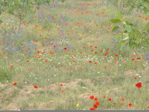 متوسة بلدية فلاحية زراعية بالدرجة الاولى