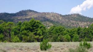 غابة بني املول المشهورة لمصارة