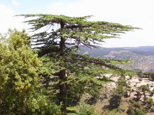 شجرة الارز بشليا تعطيها جمالا على جمال