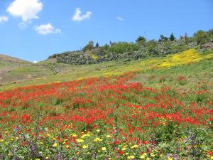 شليا منطقة سياحية باشجارها وانهارها ومناظرها الجميلة
