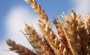 Constantine - Production céréalière: Satisfecit chez les agriculteurs