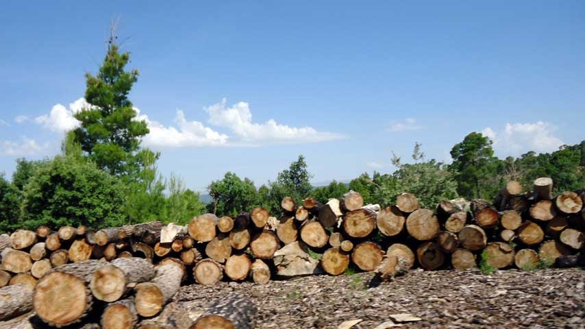 شليا مصدر الاخشاب الصنوبر والارز لمصارة