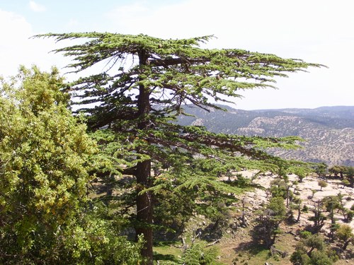 شجرة الارز بشليا تعطيها جمالا على جمال