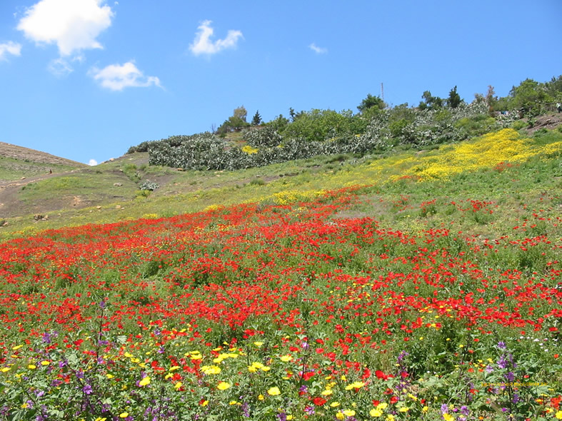 شليا منطقة سياحية باشجارها وانهارها ومناظرها الجميلة