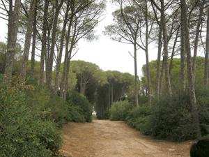 Dégradation du patrimoine forestier à Alger:  Un plan vert à la rescousse