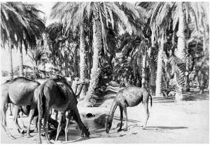 Ancienne photo d\'Algerie