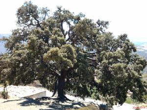 ce chene qui a vu des siecles passer et il est toujours là
