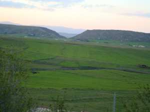 Yabous en plein printemps.