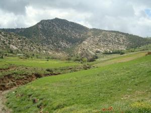 Yabous en plein printemps.