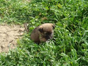 يابوس في فصل الربيع مناظر لا مثيل لها