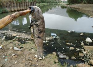 Sidi Aïch -  Des centaines de poissons rejetés par la Soummam