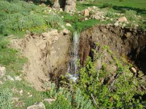 Yabous en plein printemps.