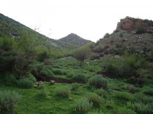 Yabous en plein printemps.