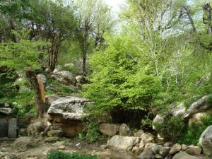 Yabous en plein printemps.