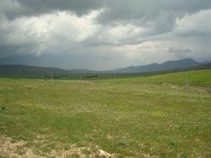 Yabous en plein printemps.