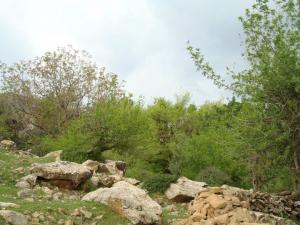 Yabous en plein printemps.