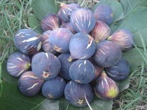 LES FIGUES DE  MES FIGUIERS  A OULED AISSA ZATIMA BENIMILEUK