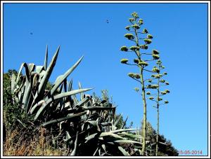 LES AGAVES DE OULED AISSA ZATIMA BENIMILEUK  TIPAZA