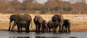 Planète - En 40 ans, la moitié des animaux sauvages ont disparu de la surface de la terre