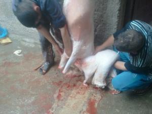 مختار مقراني يقوم بذبح أضحية العيد تقربا الى الله .......يابوس...