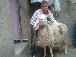 Fête de lAïd el Adha : Mokrani Abelkader avec le mouton de l'Aid..