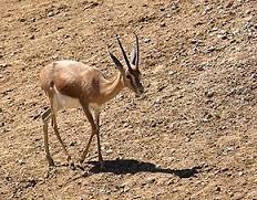 EL-ABIODH SID CHEIKH - Un centre d'élevage «ex-situ» de la gazelle