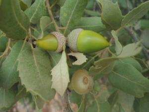 nos chenes avec les glands  tres doux de ouled aissa zatima  benimileuk