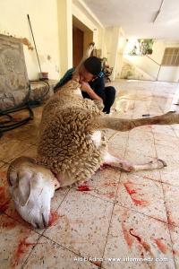 AÏD EL-KEBIR  Des milliers de peaux de mouton perdues