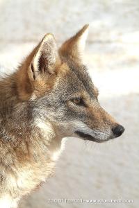 Zoo de Tlemcen, un petit coin de la Savane ...