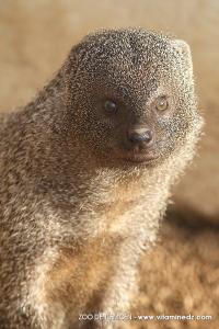 Zoo de Tlemcen, un petit coin de la Savane ...