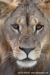 Zoo de Tlemcen, un petit coin de la Savane ...