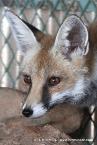 Zoo de Tlemcen, un petit coin de la Savane ...