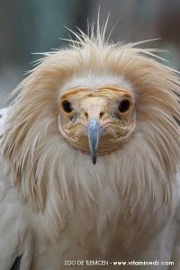 Zoo de Tlemcen, un petit coin de la Savane ...